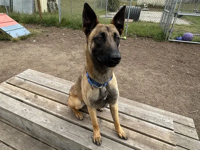 Sparrow - Belgian Shepherd Malinois