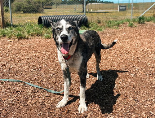 BLUE, an adoptable Akita in McKinleyville, CA