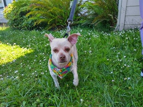 ERNEST, an adoptable Lhasa Apso in McKinleyville, CA