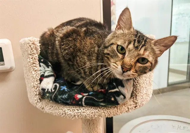 Tatum - Domestic Short Hair