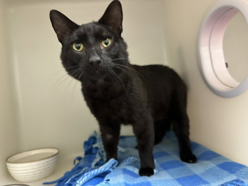 DENZEL, an adoptable Domestic Short Hair in McKinleyville, CA