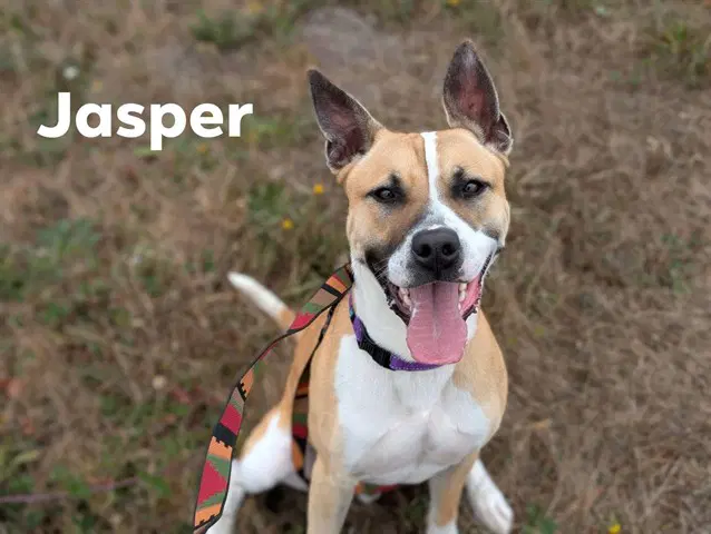 Jasper - Pit Bull Terrier