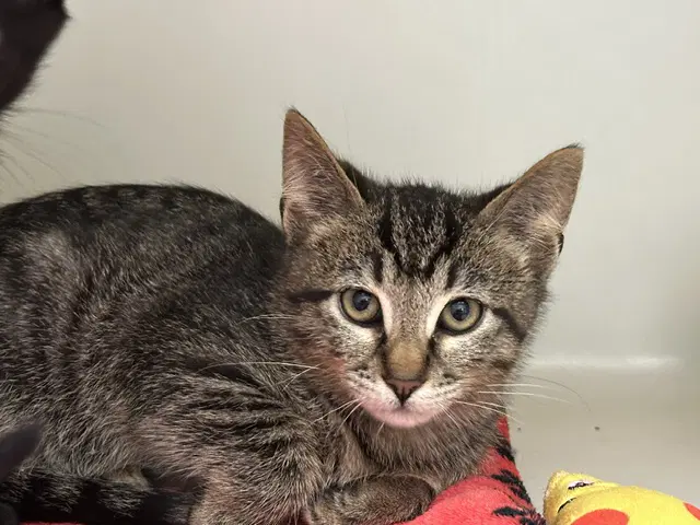Pinto - Domestic Short Hair