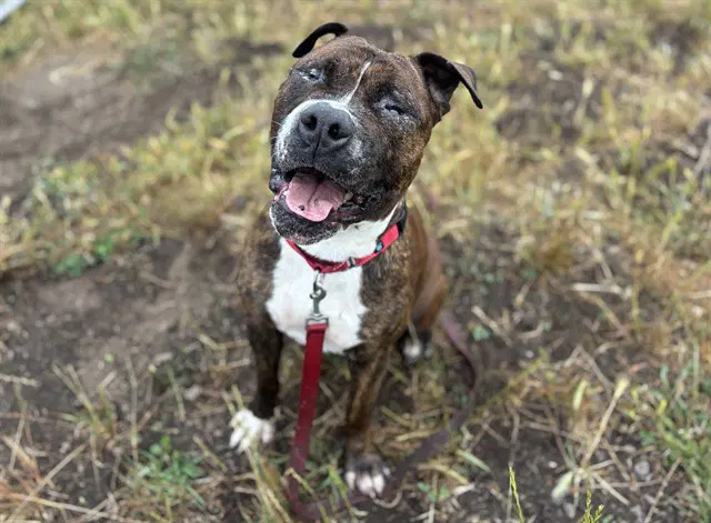 Cornelius - Pit Bull Terrier