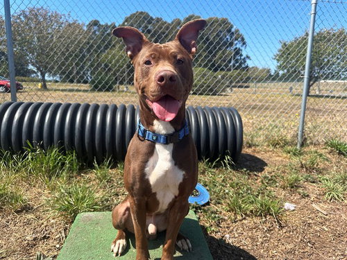 picture of the dog needing adoption