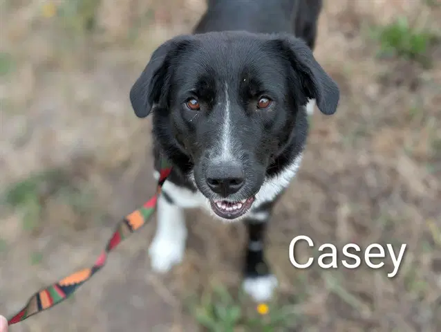 Casey - Border Collie