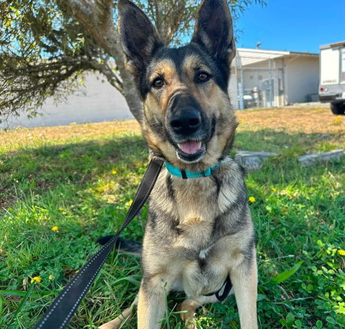 picture of the dog needing adoption