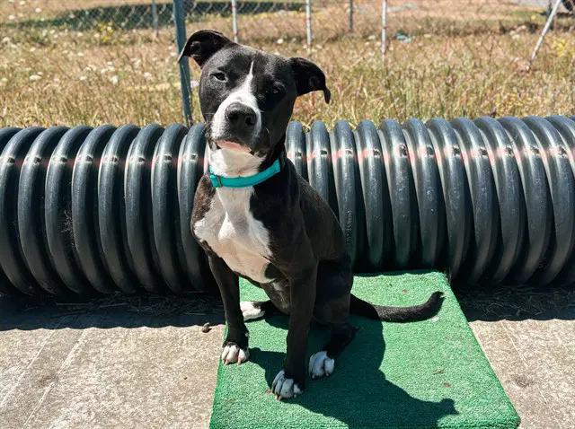 Domino - Pit Bull Terrier