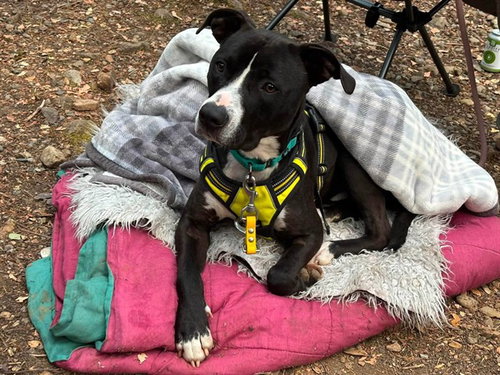 picture of the dog needing adoption