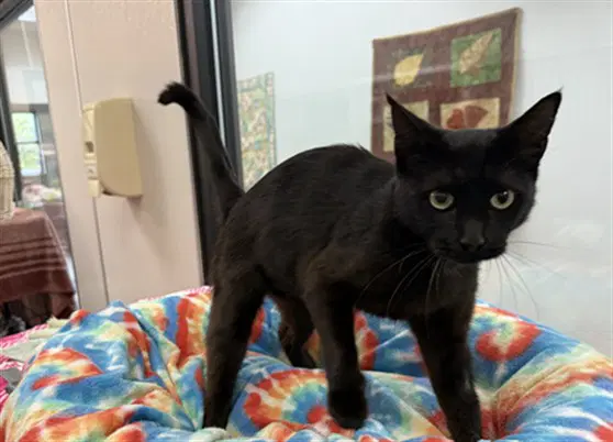Jenna - Domestic Medium Hair