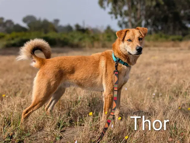 Thor - German Shepherd Dog