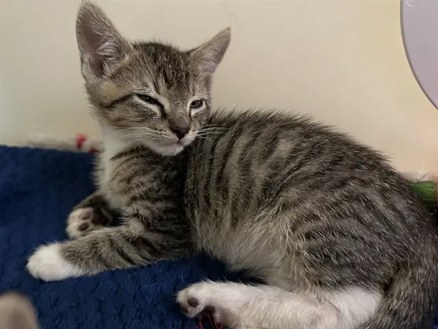 Georgie - Domestic Short Hair