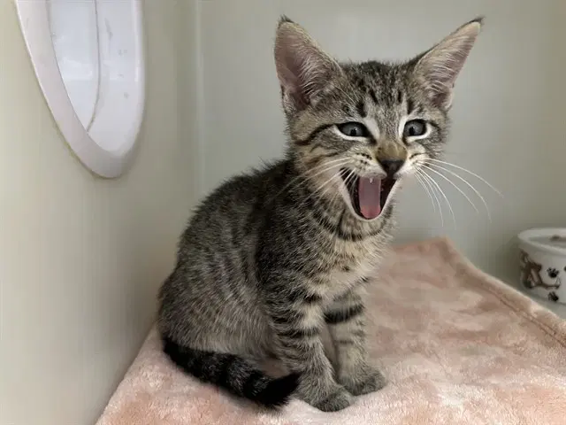 Robby - Domestic Short Hair