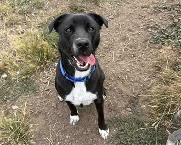 Tracer - Labrador Retriever