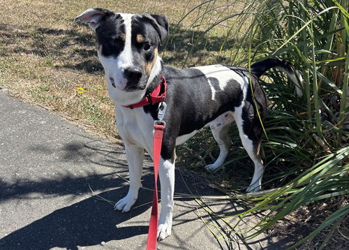 picture of the dog needing adoption