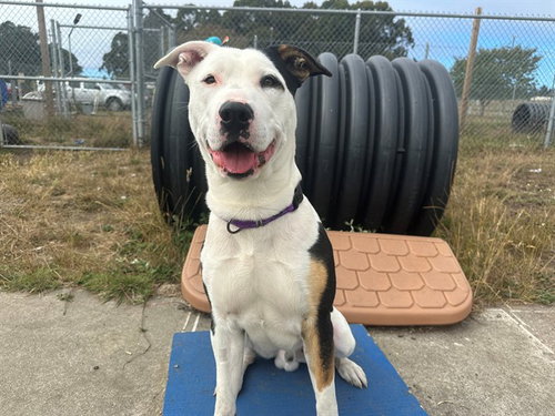picture of the dog needing adoption