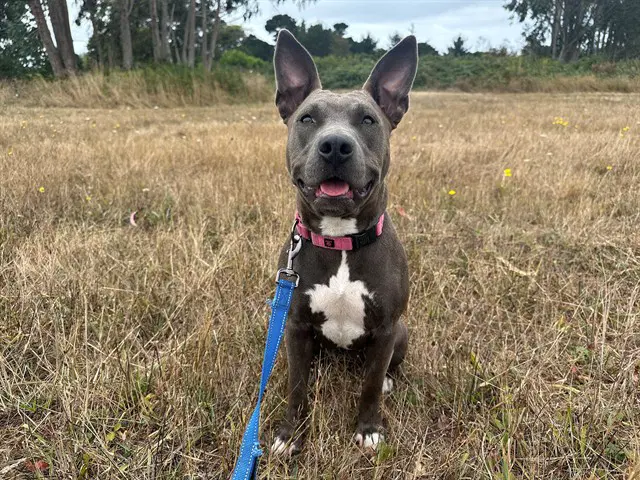 Pocket - Pit Bull Terrier