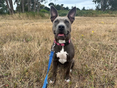 picture of the dog needing adoption