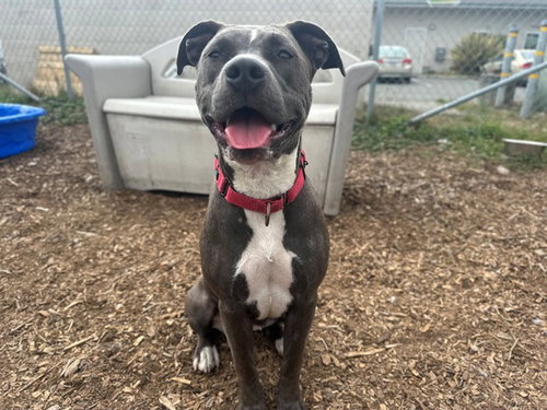 picture of the dog needing adoption