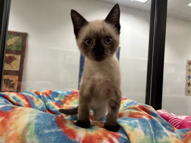 Sisu - Domestic Short Hair