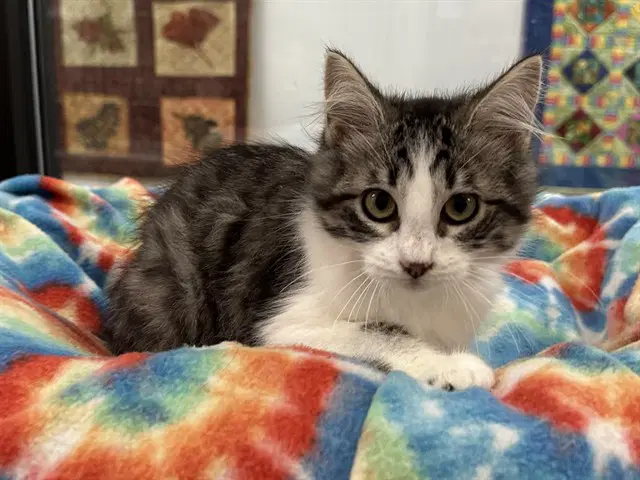 Elizabeth - Domestic Medium Hair