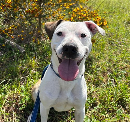 picture of the dog needing adoption