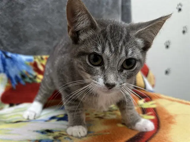 Jupiter - Domestic Short Hair
