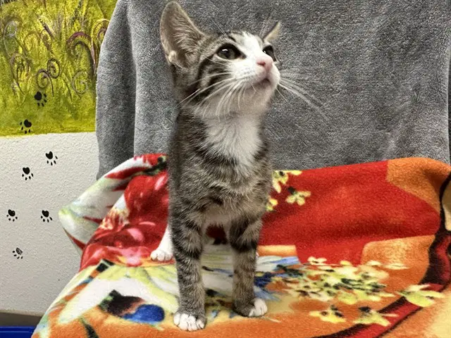 Pluto - Domestic Short Hair