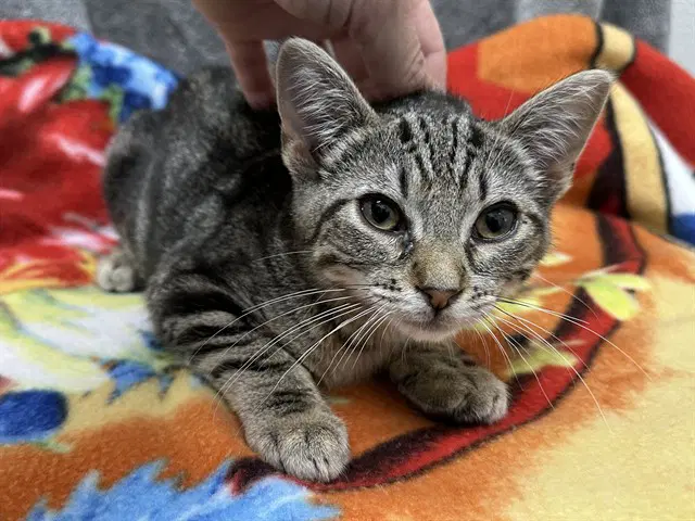 Mars - Domestic Short Hair