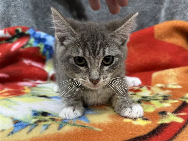 Venus - Domestic Short Hair