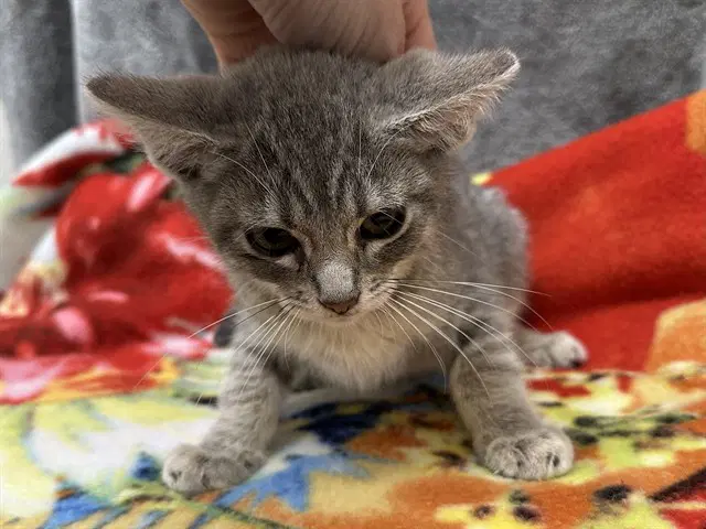 Saturn - Domestic Short Hair