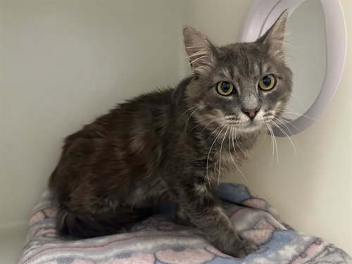 ROMEO, a cat for adoption from Humboldt County Sheriff's Animal Shelter