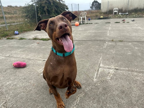 picture of the dog needing adoption