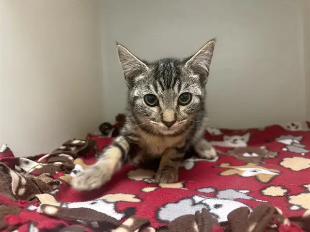 Chenille - Domestic Short Hair
