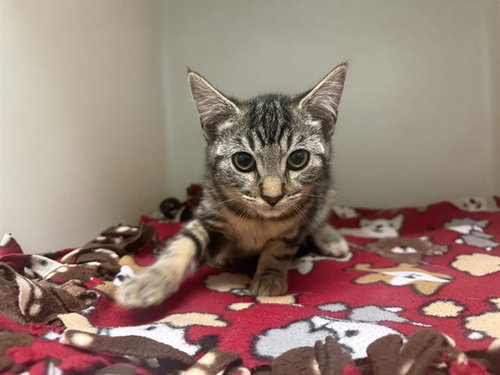CHENILLE, a cat for adoption from Humboldt County Sheriff's Animal Shelter