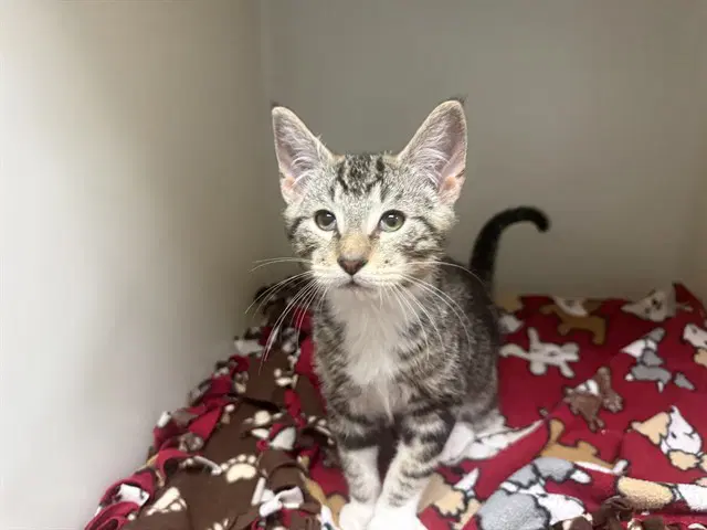 Cashmere - Domestic Short Hair