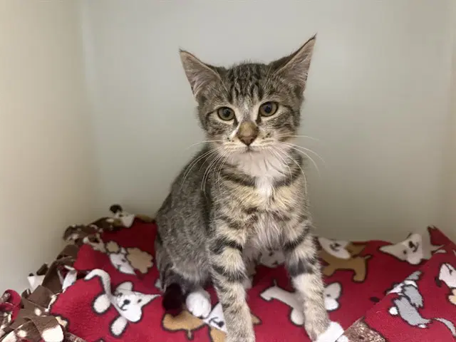 Tweed - Domestic Short Hair