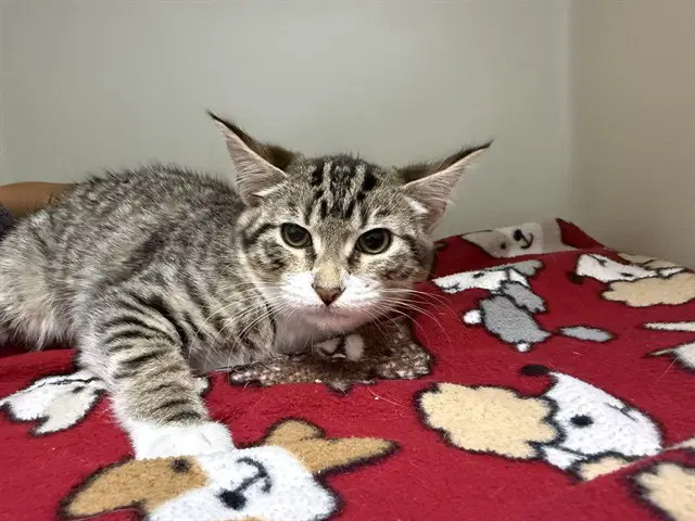 Penny - Domestic Short Hair