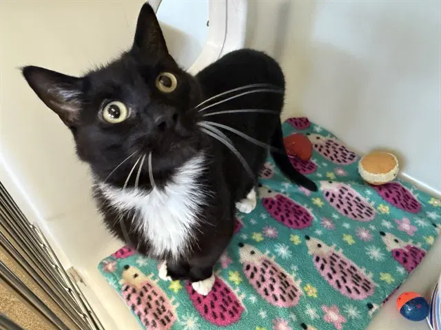 Mario - Domestic Short Hair
