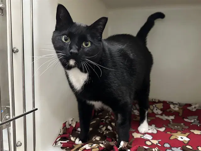 Albert - Domestic Medium Hair
