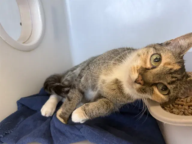Felicity - Domestic Medium Hair