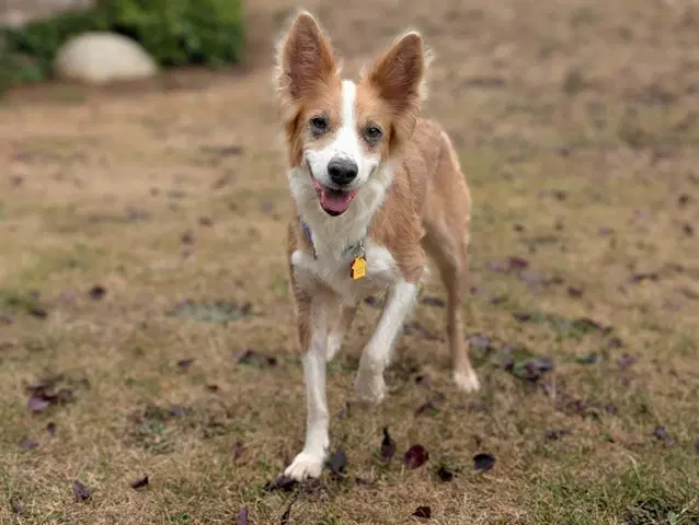 Indy - Border Collie