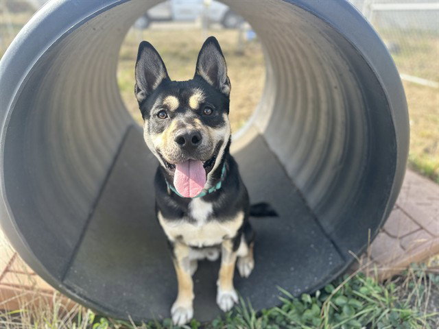 BANJO