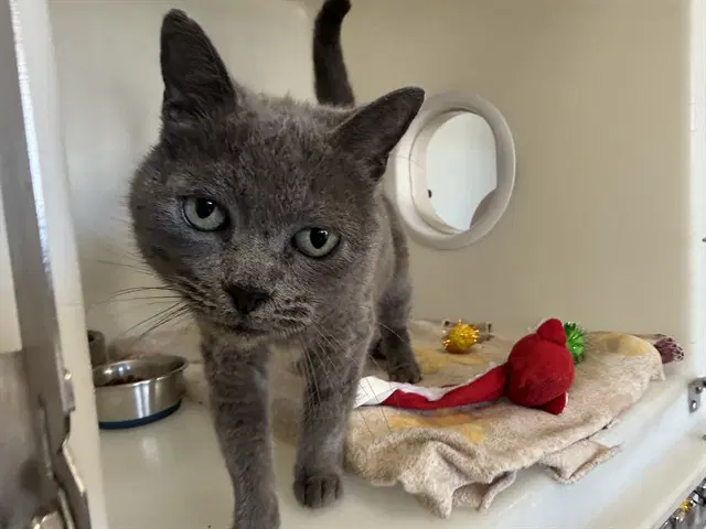 Muffin - Domestic Short Hair