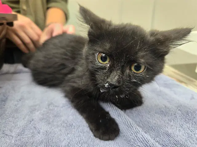 Estrella - Domestic Medium Hair