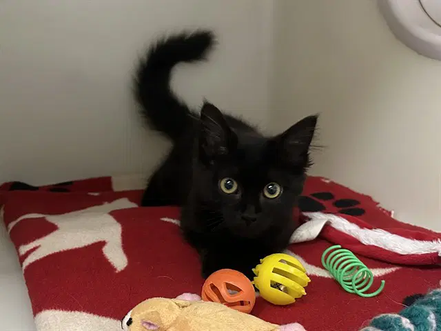 Estrella - Domestic Medium Hair