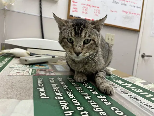 Honeydew - Domestic Short Hair