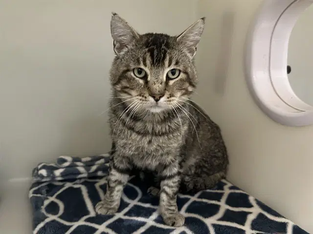 Honeydew - Domestic Short Hair