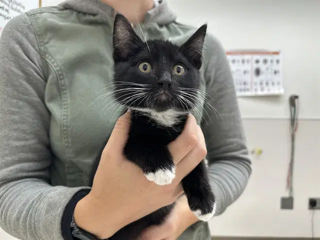 Suede - Domestic Short Hair