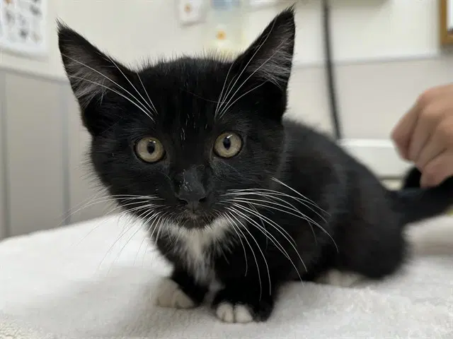 Sebastian - Domestic Short Hair